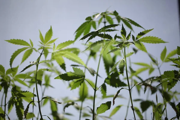 プランテーション医療大麻 屋外マリファナ植物ファーム — ストック写真