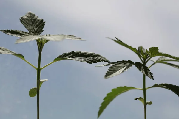 Plantation de cannabis médical. marijuana plante ferme extérieur — Photo