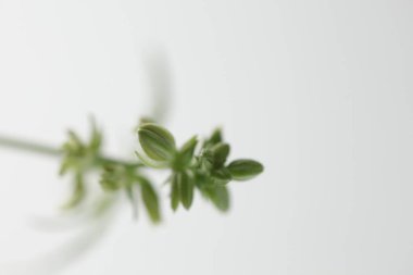 plantasyon tıbbi kenevir . marihuana bitki çiftliği 