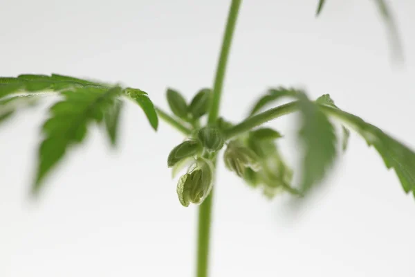 プランテーション医療大麻 マリファナ植物農場 — ストック写真