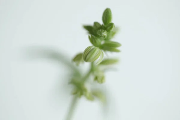 Plantação Cannabis Medicinal Maconha Fazenda Planta — Fotografia de Stock