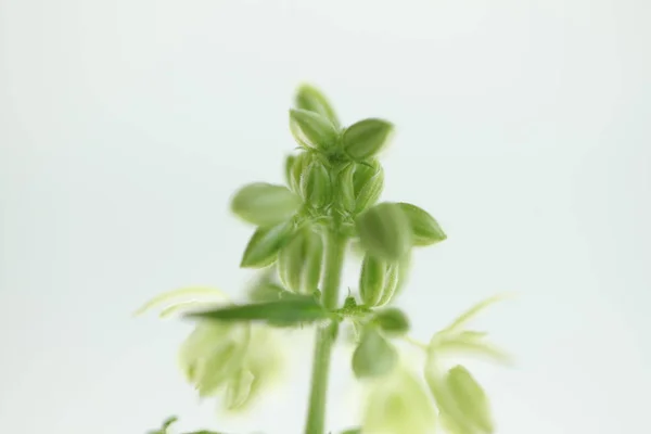 Plantação Cannabis Medicinal Maconha Fazenda Planta — Fotografia de Stock