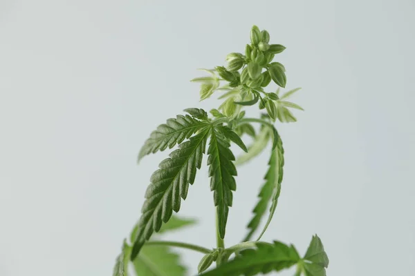 Plantation Cannabis Médical Marijuana Plante Ferme — Photo
