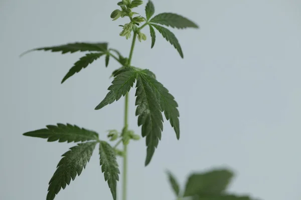 Plantage Medizinisches Cannabis Marihuana Plantage — Stockfoto