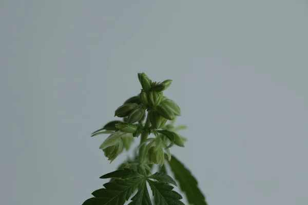 Plantação Cannabis Medicinal Maconha Fazenda Planta — Fotografia de Stock