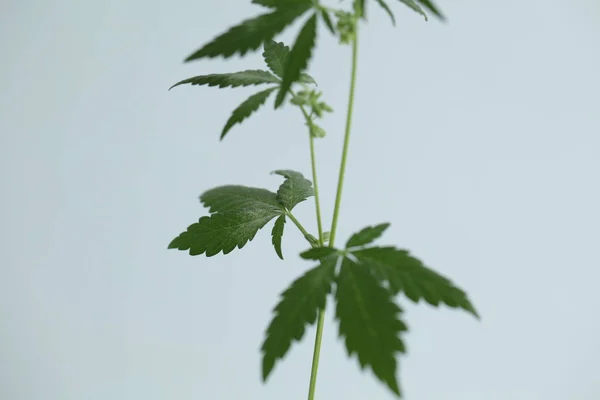 Plantación Cannabis Medicinal Granja Plantas Marihuana — Foto de Stock