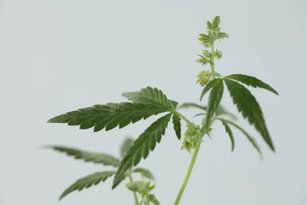 Plantage Medizinisches Cannabis Marihuana Plantage — Stockfoto