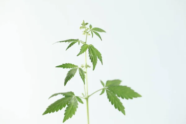Plantação Cannabis Medicinal Maconha Fazenda Planta — Fotografia de Stock
