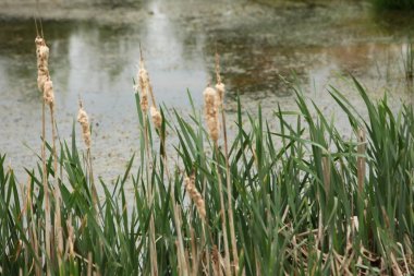 Bataklık sazlıkları