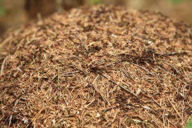 böcekler bahar ormanı ile karınca yuvası