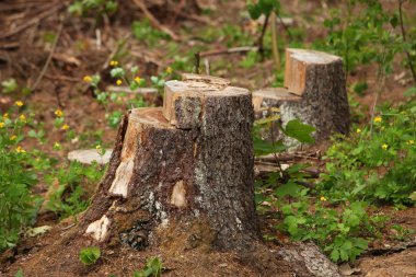 Ağaç kütüğü yakın. 