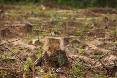 Ağaç kütüğü yakın. 