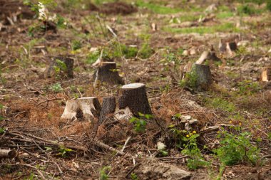 Ormandaki ağaç kütükleri 