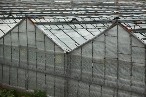 Gewächshäuser Dach Anbau Gemüse Bio Pflanzenindustrie — Stockfoto