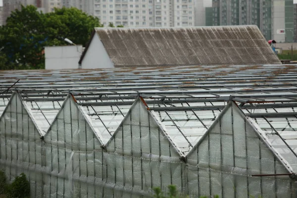 Теплицы Крыши Выращивания Овощей Органической Растительной Промышленности — стоковое фото