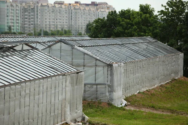 Dach Szklarnie Organiczny Przemysł Roślina Uprawa Warzywa — Zdjęcie stockowe