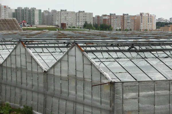 Greenhouses Roof Cultivation Vegetables Organic Plant Industry — Stock Photo, Image