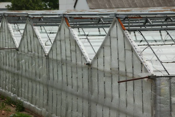 Greenhouses Roof Cultivation Vegetables Organic Plant Industry — Stock Photo, Image