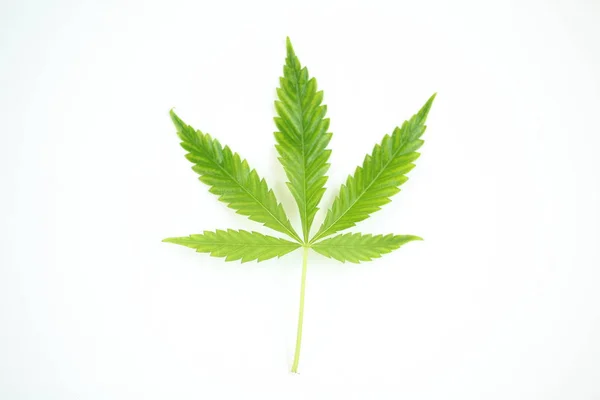 大麻の葉クローズアップ — ストック写真