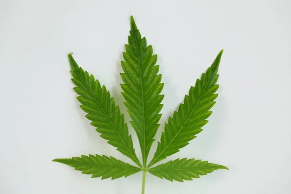 Cannabisblad Närbild — Stockfoto