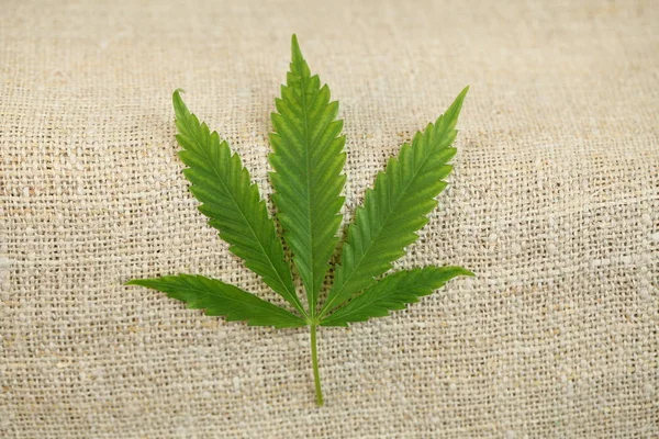 Hoja Cannabis Tela Cáñamo Textura —  Fotos de Stock