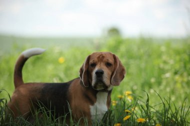 Beagle köpek yakın çekim 