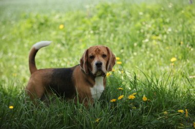 Beagle köpek yakın çekim 