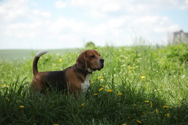 Beagle Hund Nära Håll — Stockfoto