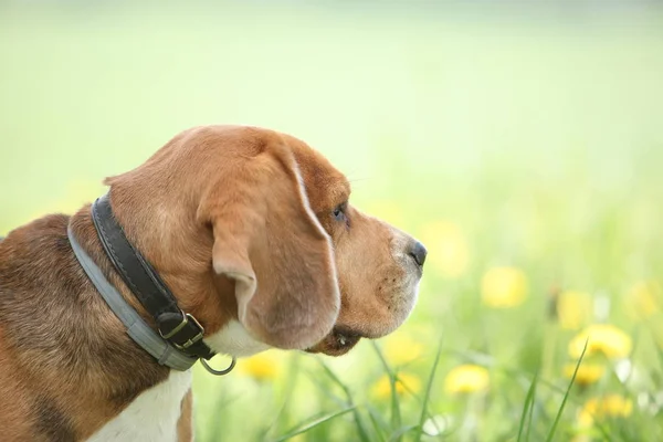 Beagle Dog Close — Stock Photo, Image