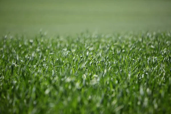 Campo Hierba Fondo Cerca — Foto de Stock