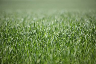 Çim alan arka plan yakın