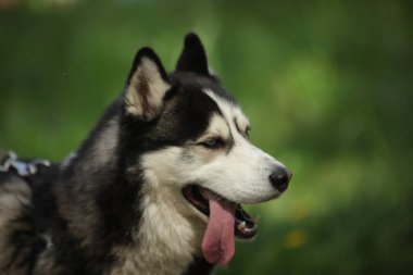 hasky köpek yakın portre 