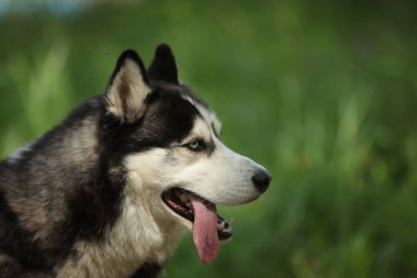 hasky köpek yakın portre 