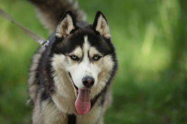 hasky köpek yakın portre 