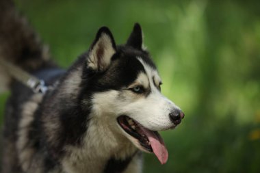 hasky köpek yakın portre 