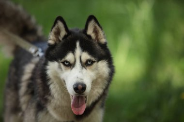 hasky köpek yakın portre 