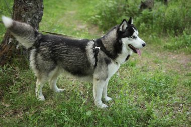 hasky köpek yakın portre 