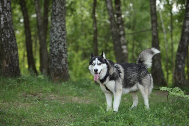 hasky köpek yakın portre 