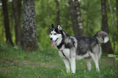hasky köpek yakın portre 