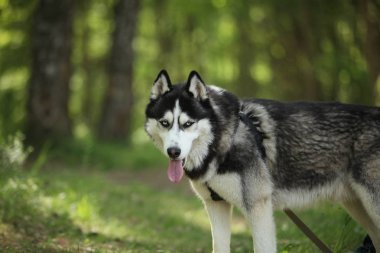 hasky köpek yakın portre 