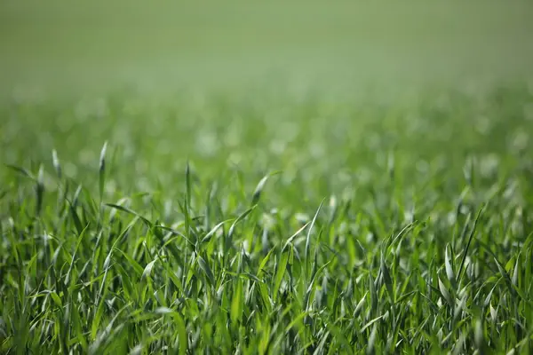 Травяной Фон Вблизи — стоковое фото