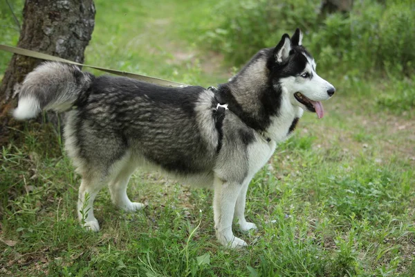 Närbild Porträtt Hasky Dog — Stockfoto