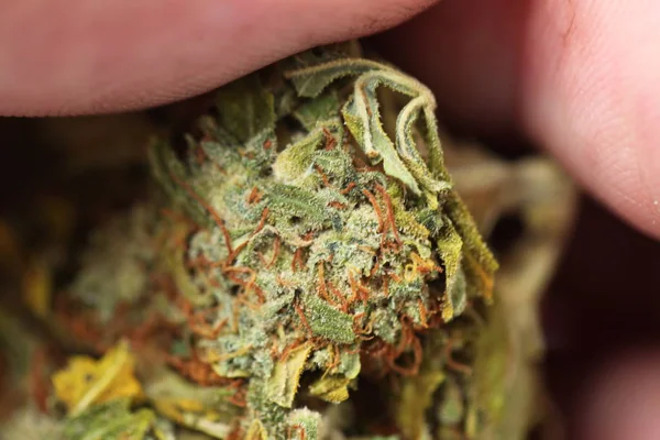 Száraz Kannabisz Orvosi Marihuána — Stock Fotó
