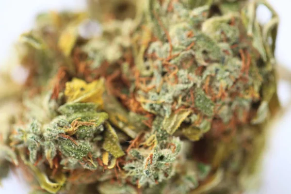 Medizinisches Cannabis Trocken — Stockfoto