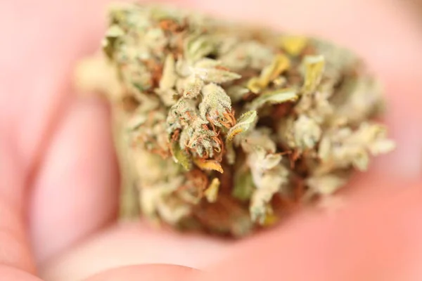 Suchá Lékařská Marihuana — Stock fotografie