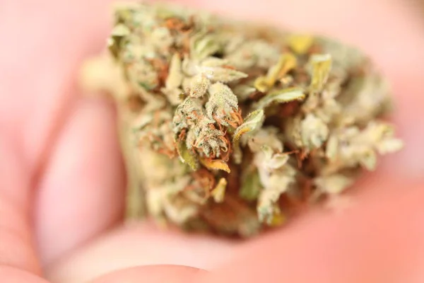 Cannabis Secca Marijuana Medica — Foto Stock