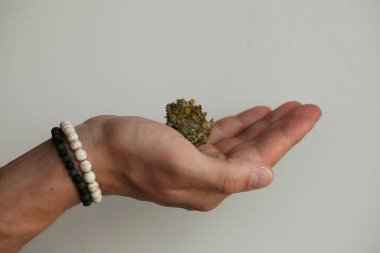 Elinde kuru esrar tıbbi esrar 