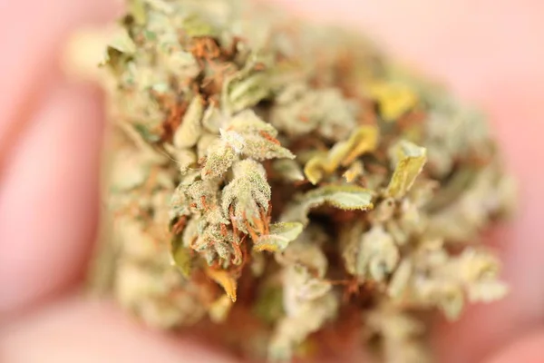Dry Cannabis Medical Marijuana — Stock Photo, Image
