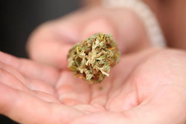 Maconha Medicinal Cannabis Seca — Fotografia de Stock