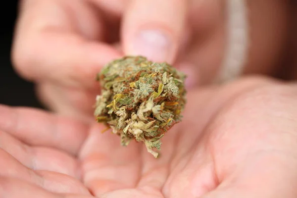 Maconha Medicinal Cannabis Seca Mão — Fotografia de Stock